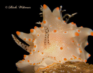 Candy Corn :)  (Halgerda Batangas) in Anilao.  G9/DS160s/... by Richard Witmer 